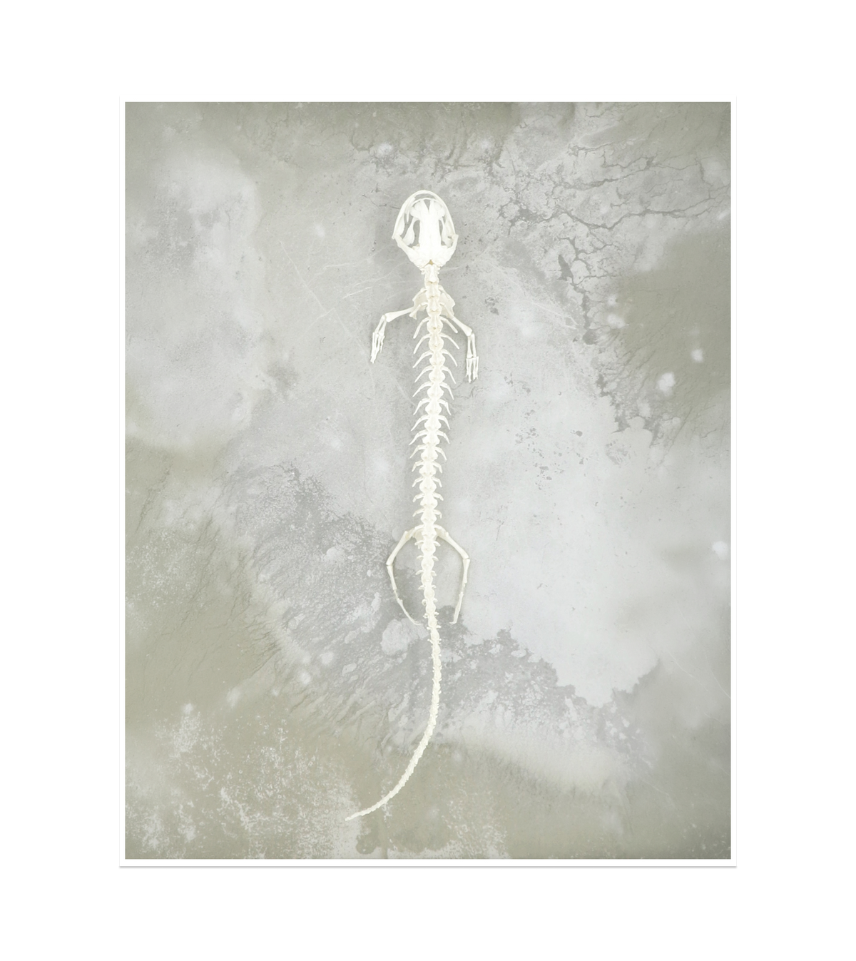 Axolotl Skeleton Print
