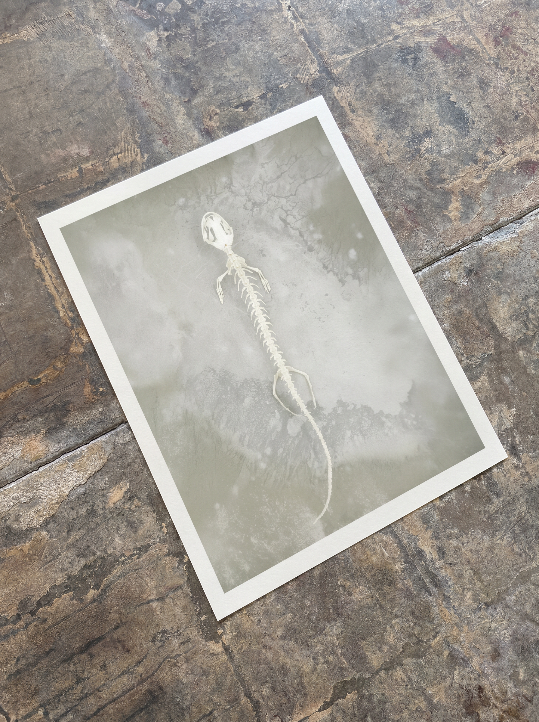 Axolotl Skeleton Print