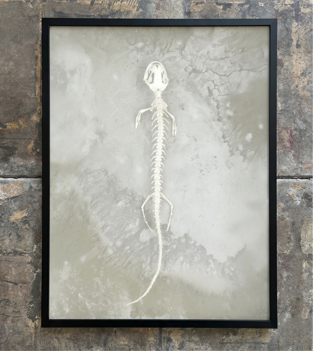 Axolotl Skeleton Print
