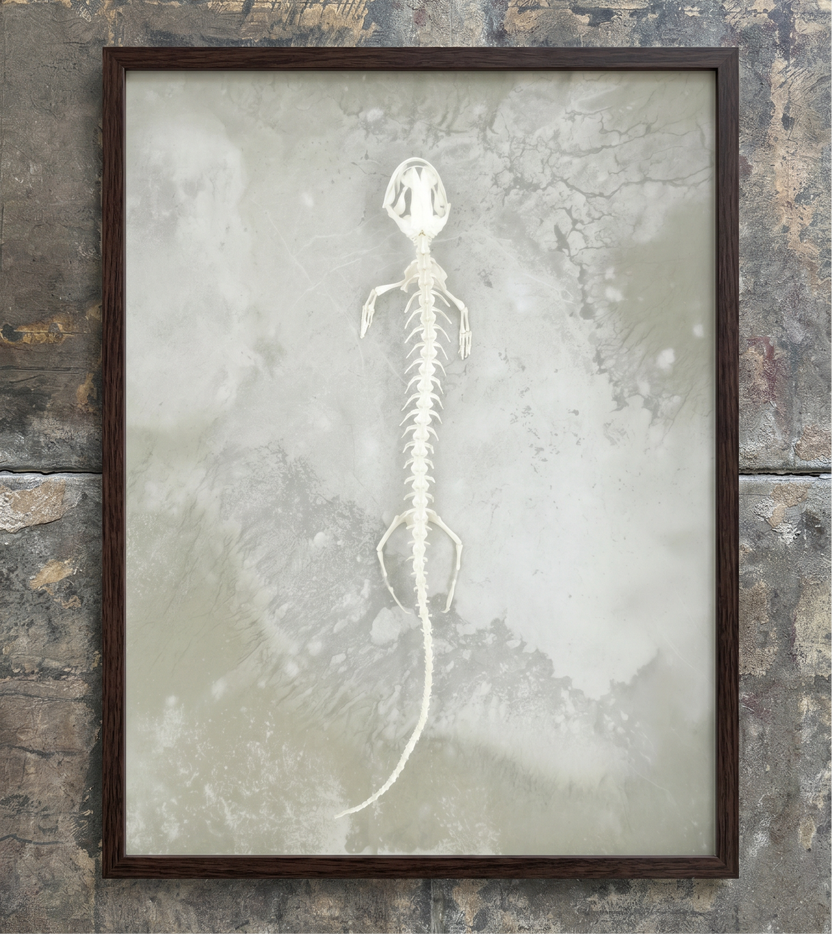 Axolotl Skeleton Print