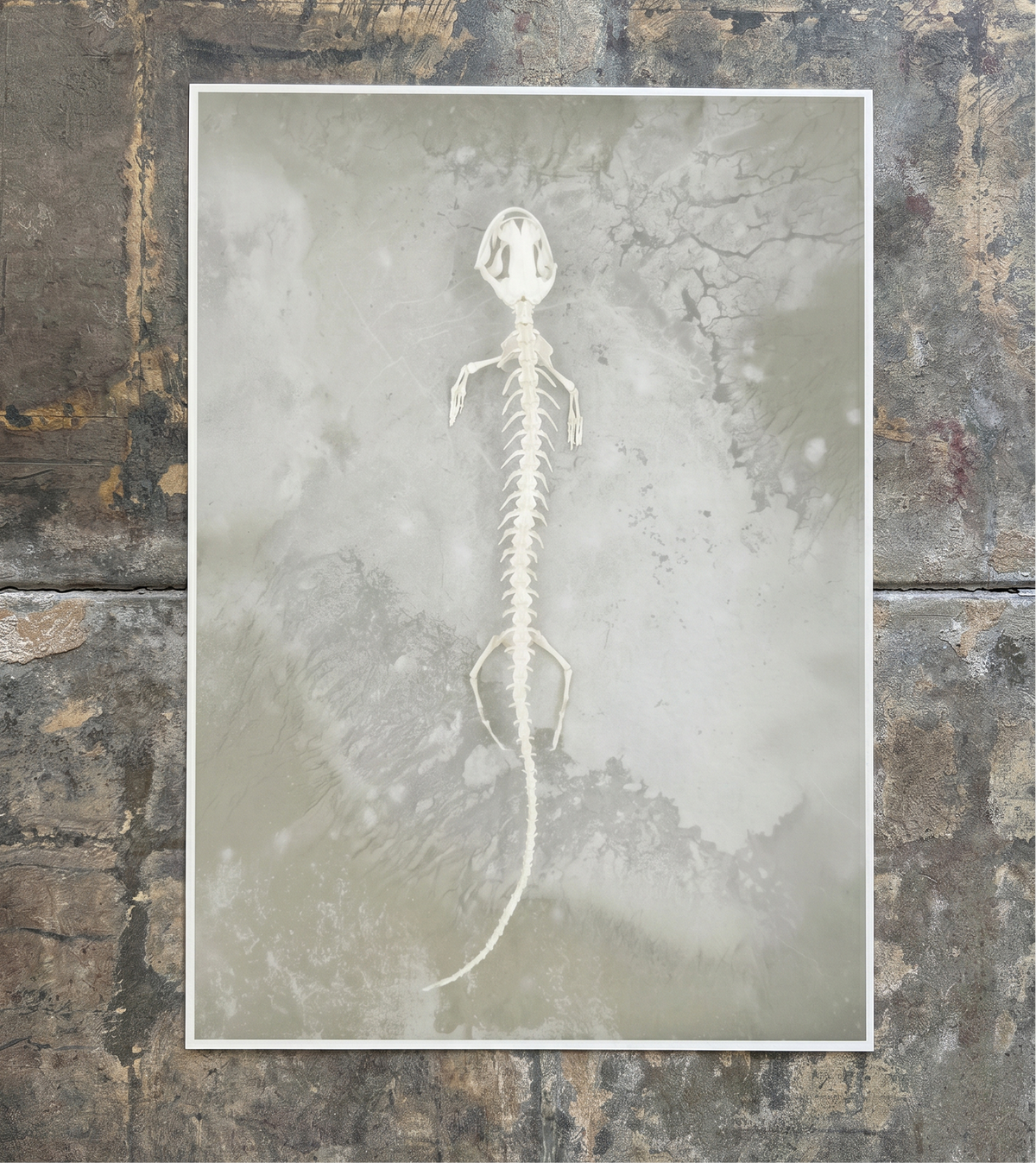 Axolotl Skeleton Print