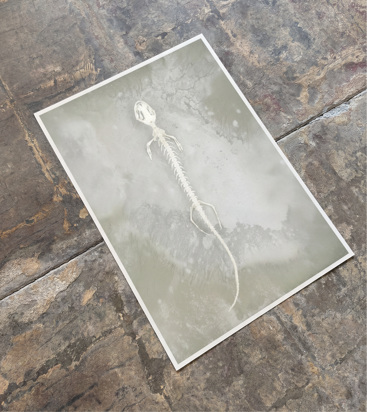 Axolotl Skeleton Print